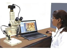 Stereo Microscope